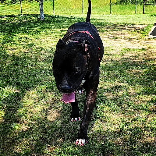 Dog Park «Worthington Off Leash Dog Park», reviews and photos, 8170 Hillsborough Rd, Ellicott City, MD 21043, USA