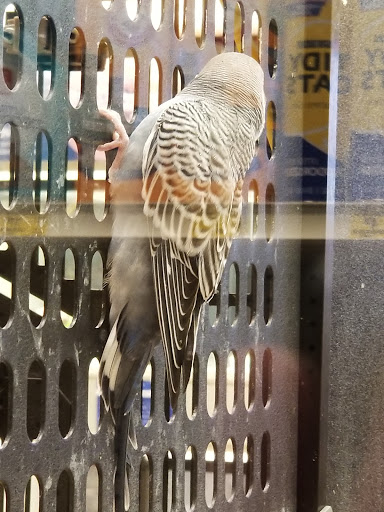 Pet Supply Store «PetSmart», reviews and photos, 198 Promenade Blvd, Flowood, MS 39232, USA