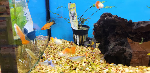 Pet Supply Store «Petco Animal Supplies», reviews and photos, 300 Hylan Dr, Rochester, NY 14623, USA