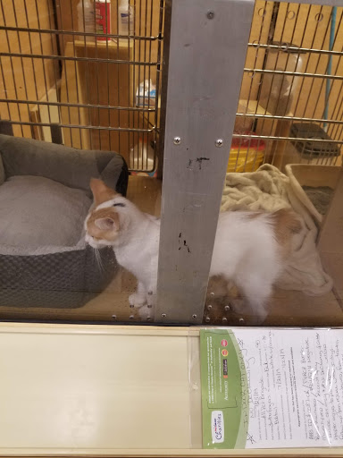 Pet Supply Store «PetSmart», reviews and photos, 1157 E North Ave, Belton, MO 64012, USA