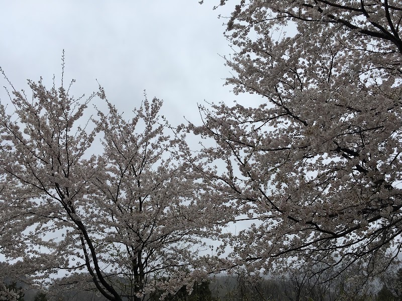 いちがお山 桜の道