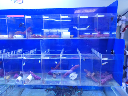 Tropical Fish Store «Coral Reef Aquariums», reviews and photos, 8416 N Armenia Ave, Tampa, FL 33604, USA