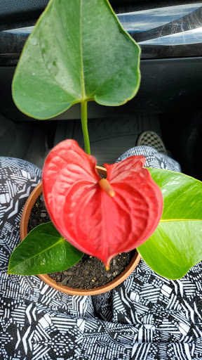 Pet Store «Farmer Girl Exotic Gardens», reviews and photos, 18940 Coastal Hwy, Rehoboth Beach, DE 19971, USA