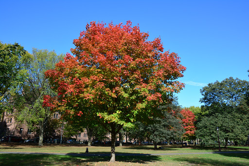 University «Yale University», reviews and photos