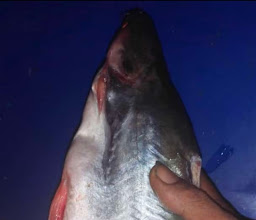 Ikan Bakar Cak Toempie photo