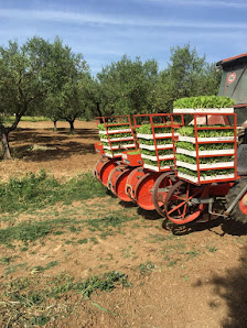 Azienda Agricola Martella Via Cupello, 32, 65013 Città Sant'Angelo PE, Italia