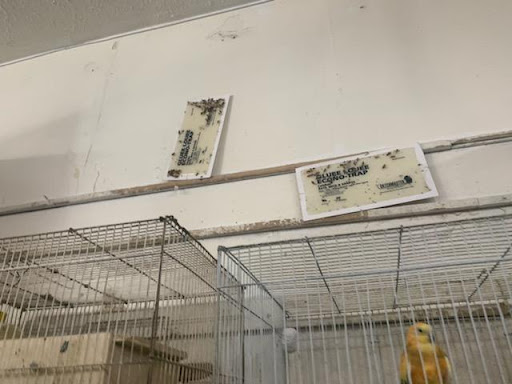 Pet Supply Store «Azteca Pet Shop», reviews and photos, 4431 Whittier Blvd, Los Angeles, CA 90022, USA