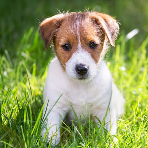 Cashman Veterinary Hospital