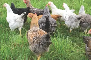 Myers Poultry Farm LLC image