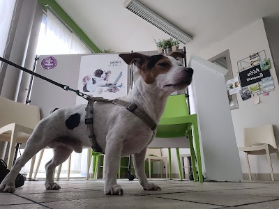Clinique vétérinaire Univet des Mondoux à Périgueux