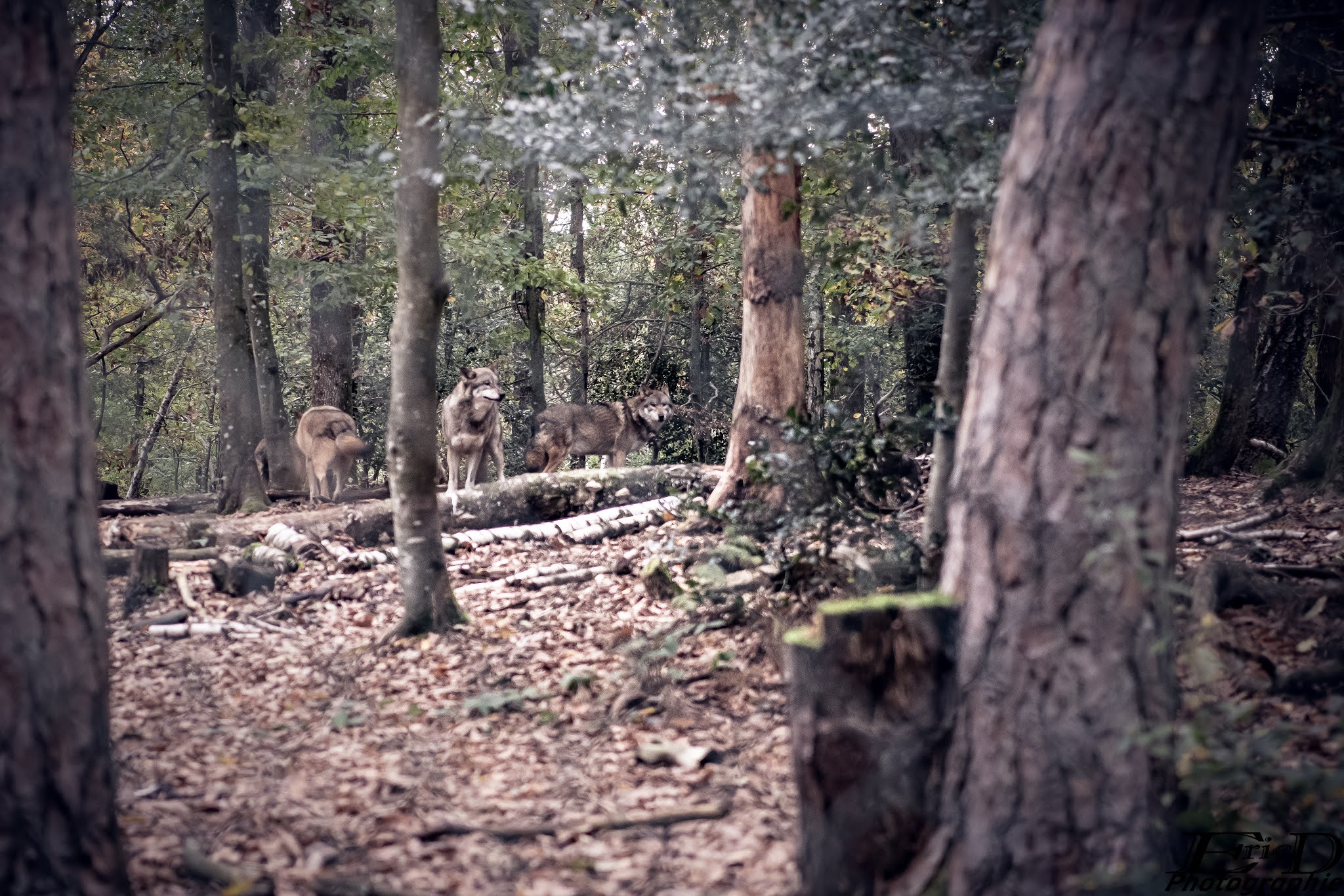 Photo n° 12 de l'avis de Ricou.H fait le 28/10/2020 à 16:42