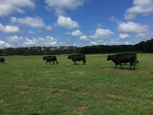 Cattle farm Athens