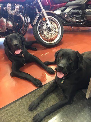 Motorcycle Dealer «Lancaster Honda», reviews and photos, 2350 Dairy Rd, Lancaster, PA 17601, USA