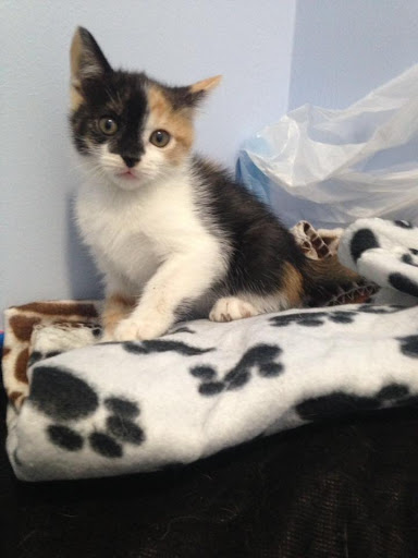 Clínica Veterinaria Vera Valdebebas en Madrid