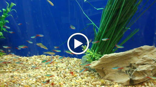 Pet Supply Store «PetSmart», reviews and photos, 12483 Limonite Ave, Mira Loma, CA 91752, USA