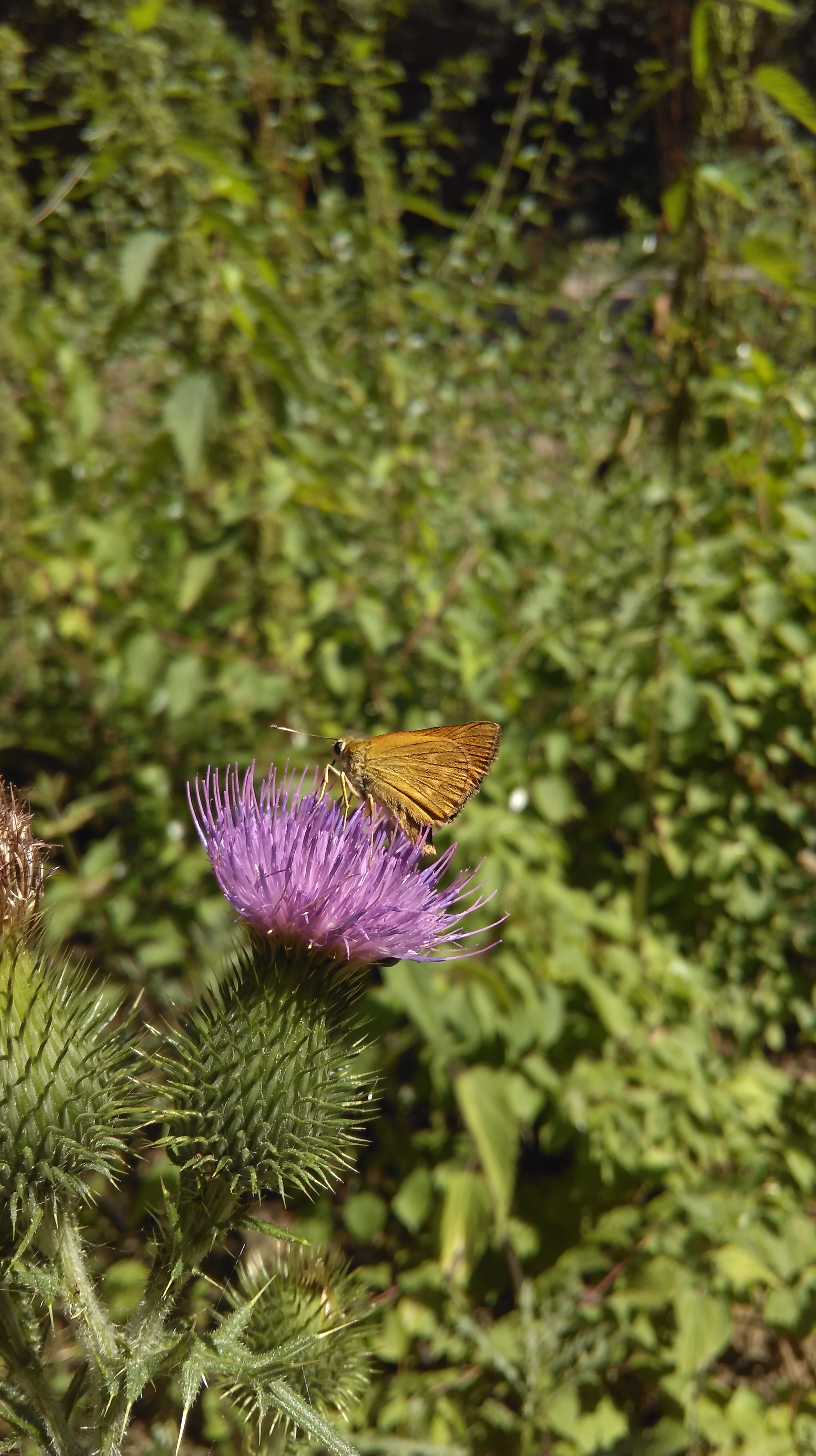 Photo n° 2 de l'avis de Delka. fait le 17/07/2017 à 18:45