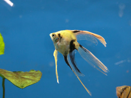 Pet Supply Store «Petco Animal Supplies», reviews and photos, 405 W Loop 281, Longview, TX 75605, USA