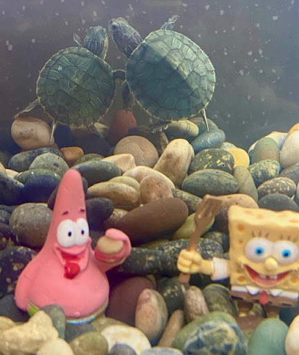 Pet Supply Store «Petco Animal Supplies», reviews and photos, 1400f 75th St, Downers Grove, IL 60516, USA