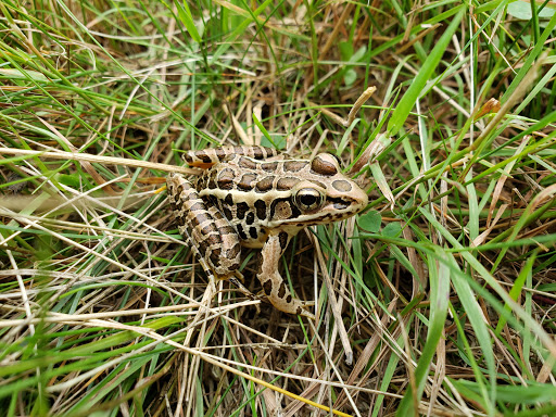 Outdoor Sports Store «Maple Hill Disc Golf», reviews and photos, 132 Marshall St, Leicester, MA 01524, USA