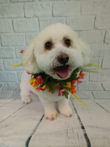 Pet Groomer «Delaware Pet Stuff», reviews and photos, 435 Dunlap St, Delaware, OH 43015, USA