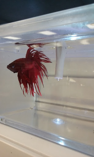 Pet Supply Store «Pet Valu», reviews and photos, 8928 Darrow Rd D101, Twinsburg, OH 44087, USA