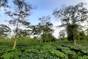 Jalpaiguri Tea Garden image