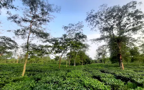 Jalpaiguri Tea Garden image
