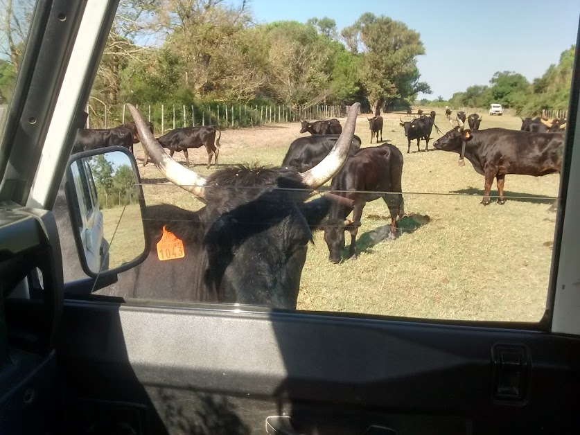 Camargue Sauvage safari , visite manade en 4x4 à Aigues-Mortes