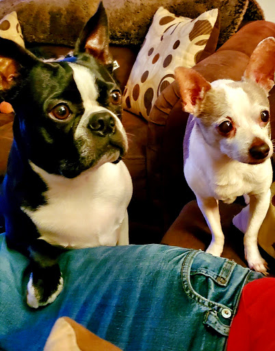 Pet Supply Store «Pet Supplies Plus», reviews and photos, 1439 W Main St, Salem, VA 24153, USA