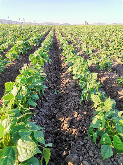 Sorma al gıda patates üretim sahası