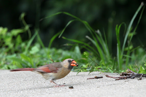 Park «Burnet Woods», reviews and photos, 3251 Brookline Ave, Cincinnati, OH 45220, USA