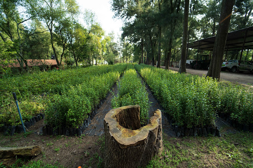 Bosque Urbano de Extra