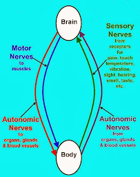 Wellness Health Center Bp/Chiropractic - Photo 3 - Car repair in Baldwin Park, CA, El Monte