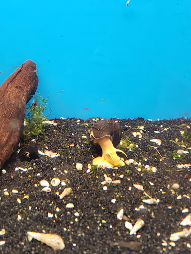 Pet Supply Store «Petco Animal Supplies», reviews and photos, 22000 Dulles Retail Plaza #110, Sterling, VA 20166, USA