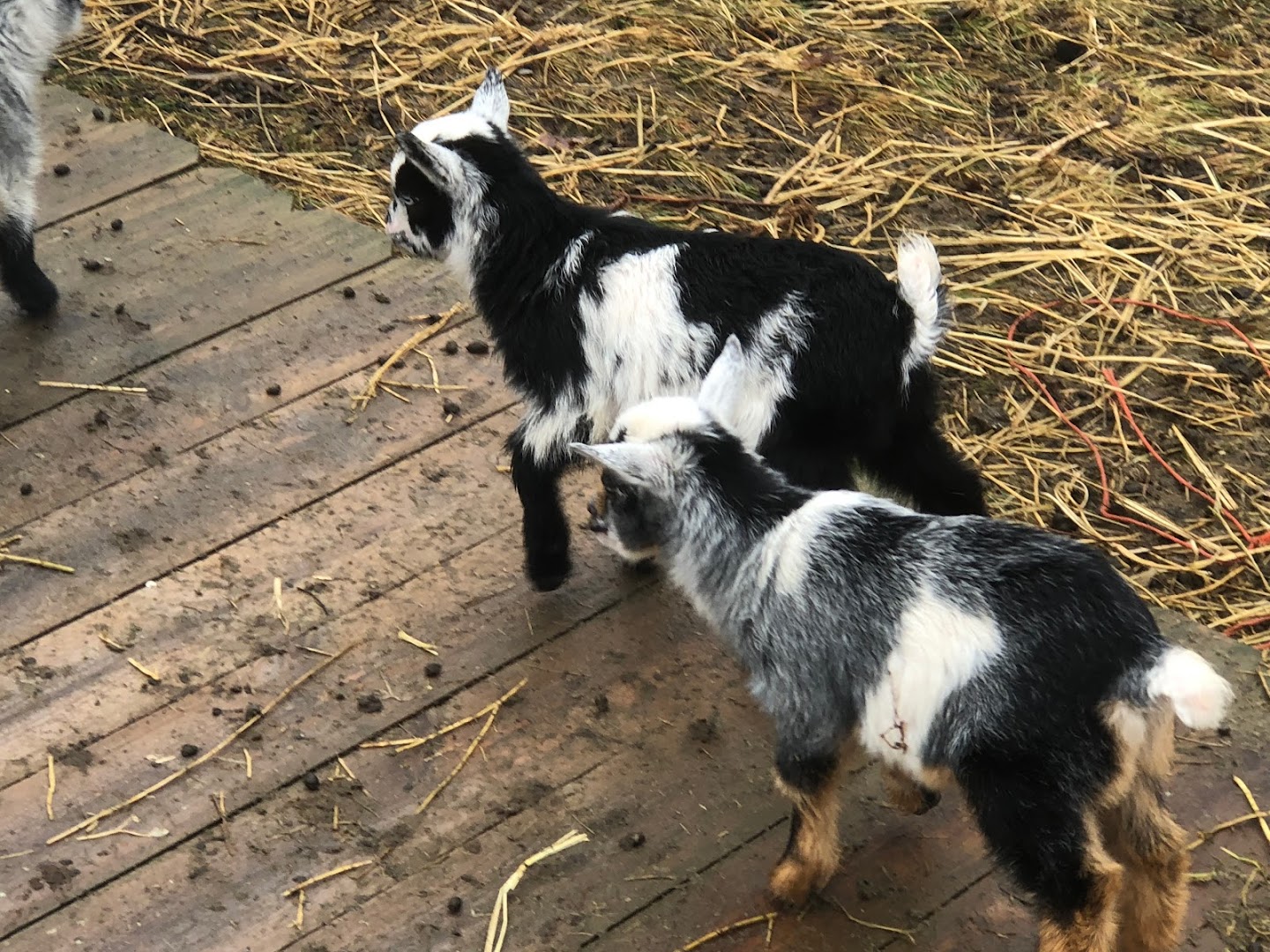 Royal Dwarf and Pigmy goats