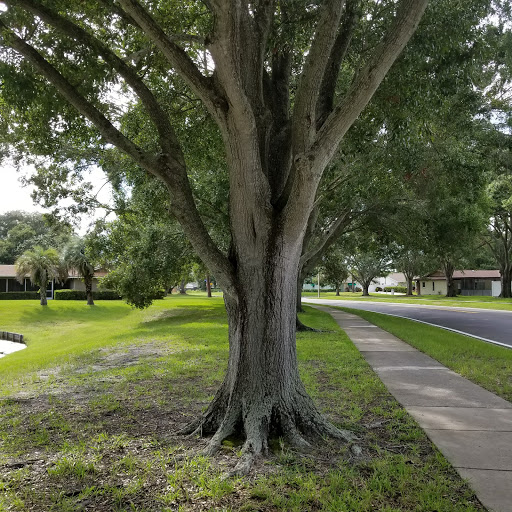 Golf Course «Countryside Country Club», reviews and photos, 3001 Countryside Blvd, Clearwater, FL 33761, USA
