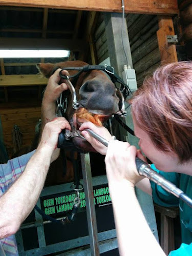 Dierenartsenpraktijk De Mey - Paardentandarts Tine De Mey - Aalst