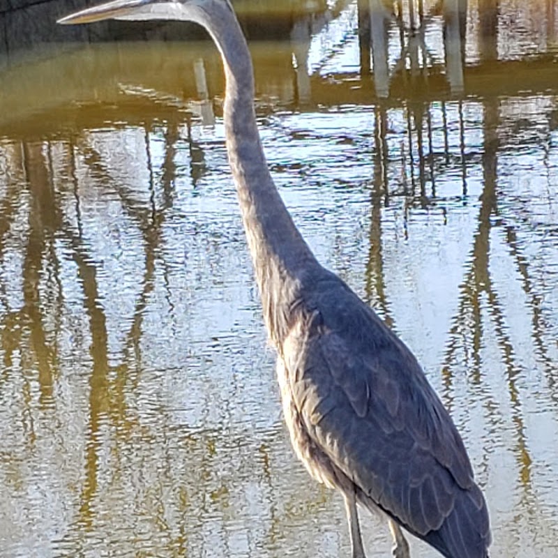 Great Blue Heron Rookery