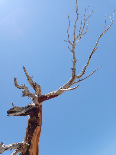 Nature Preserve «Mount Goliath Natural Area», reviews and photos, Mt Evans Rd, Evergreen, CO 80439, USA