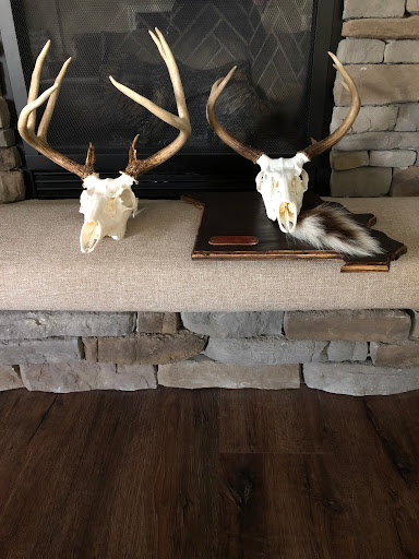 Whitetail crossing taxidermy
