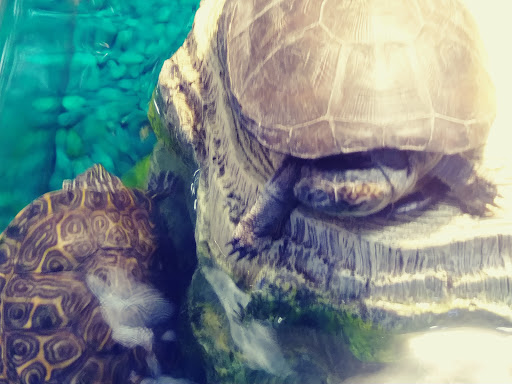 Pet Groomer «We Lov Pets», reviews and photos, 3853 Northpointe Dr, Zanesville, OH 43701, USA