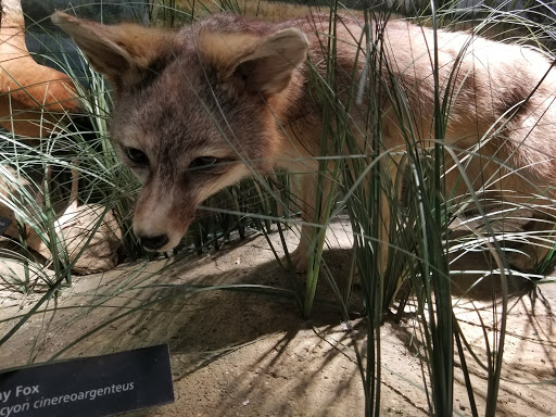 Museum «Texas Memorial Museum», reviews and photos, 2400 Trinity St, Austin, TX 78705, USA