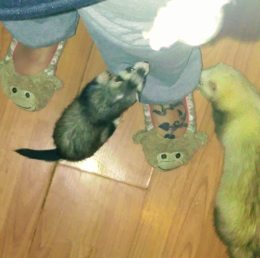 Pet Supply Store «Petco Animal Supplies», reviews and photos, 4950 S 76th St, Greenfield, WI 53220, USA