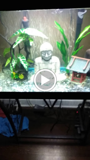 Pet Store «Fish R Us», reviews and photos, 10855 TX-242, Conroe, TX 77385, USA