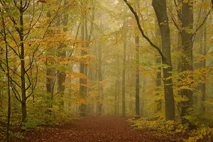 Stora Kärr's beech forest image