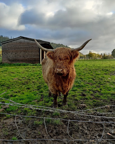 Reviews of The Hairy Coo - Scotland Tours in Edinburgh - Travel Agency