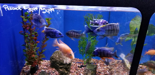 Tropical Fish Store «Aquatic Obsessions», reviews and photos, 1150 St George Ave, Avenel, NJ 07001, USA