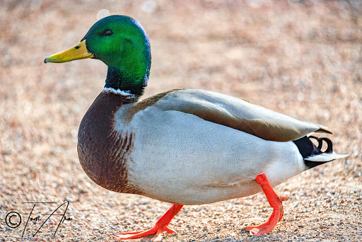 Park «Westminster City Park», reviews and photos, 10455 N Sheridan Blvd, Westminster, CO 80020, USA