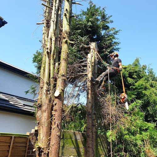 Reviews of Lloyd Downes Co. Tree Surgery Landscaping & Fencing in Ipswich - Landscaper