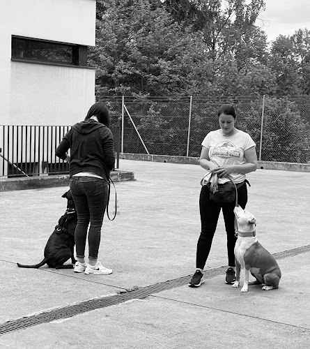 TeamWork Hundetraining - Hundeschule